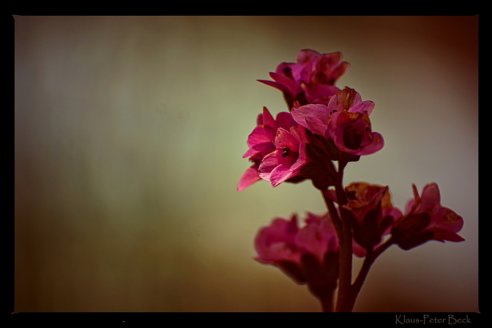 Kleine Blüte