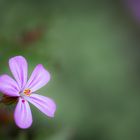 ~~ Kleine Blüte ~~