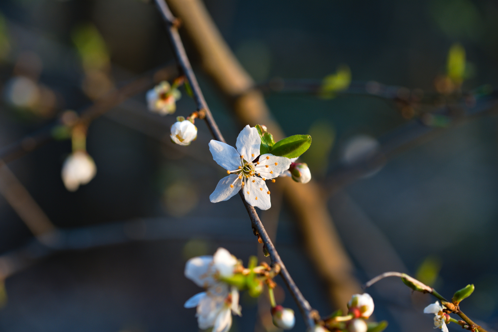 Kleine Blüte