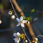 Kleine Blüte