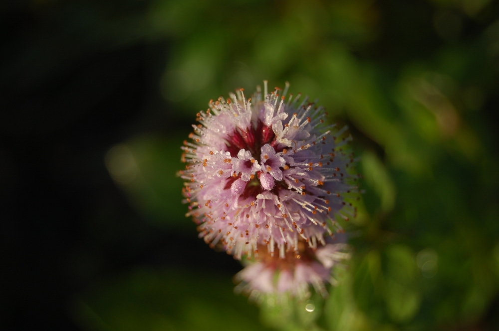 Kleine Blüte am Ufer