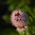 Kleine Blüte am Ufer