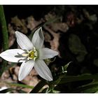 kleine Blüte am Waldesrand