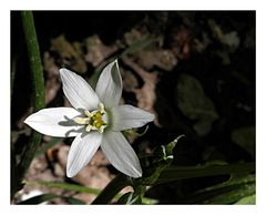 kleine Blüte am Waldesrand