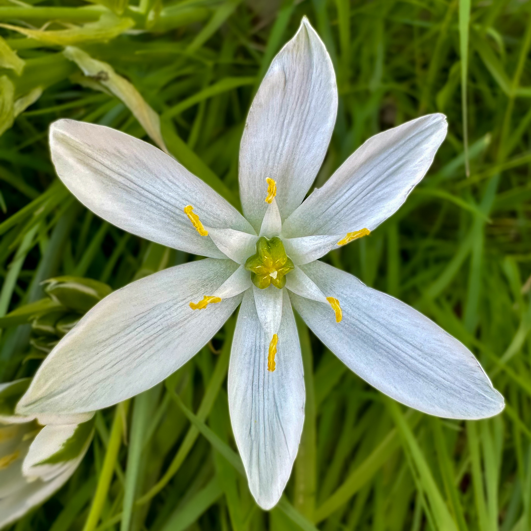 Kleine Blüte am Wegesrand 