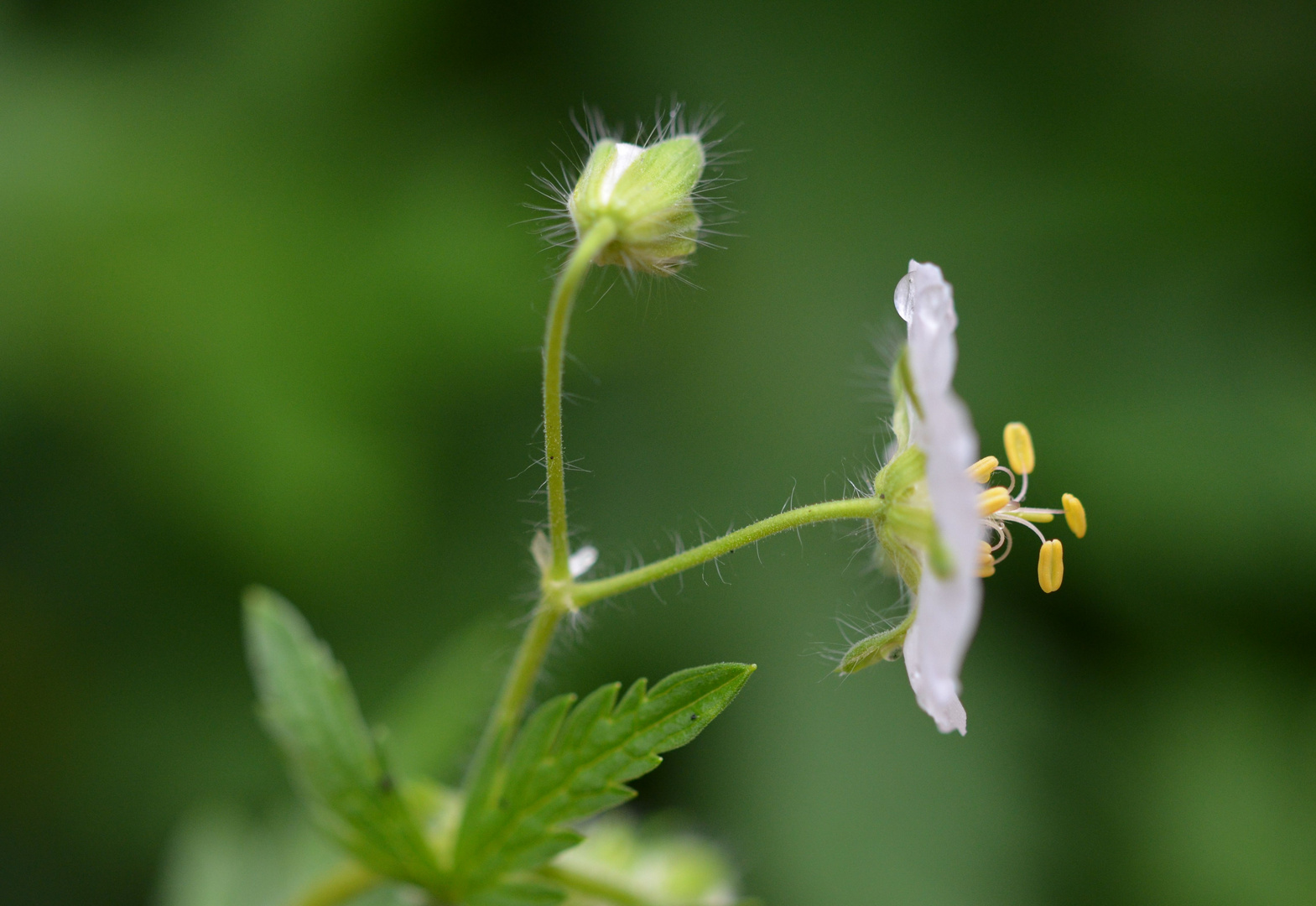 kleine Blüte bei Regenwetter