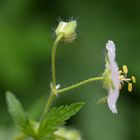 kleine Blüte bei Regenwetter