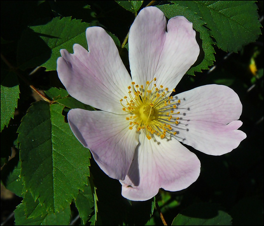 kleine Blüte