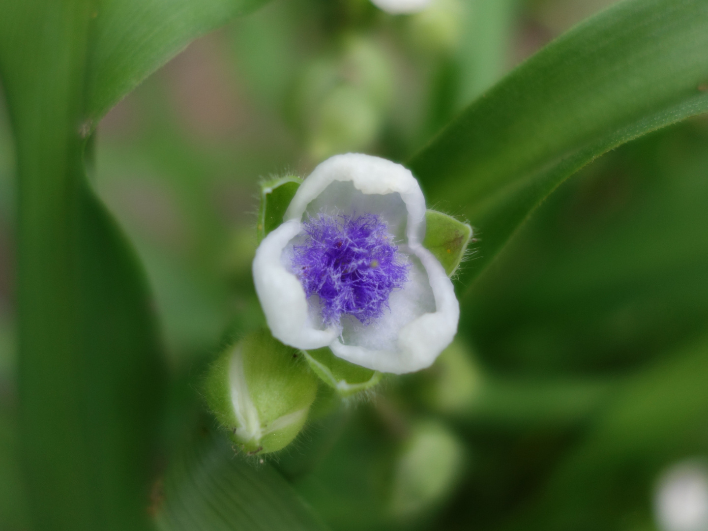 kleine Blüte