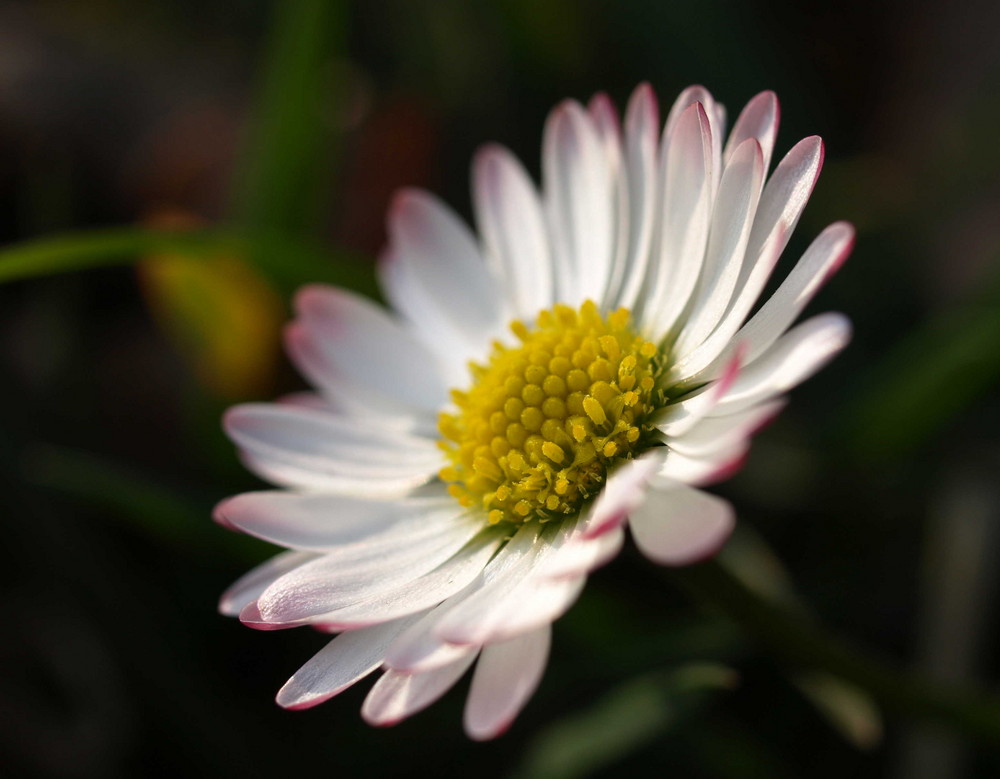 Kleine Blüte...