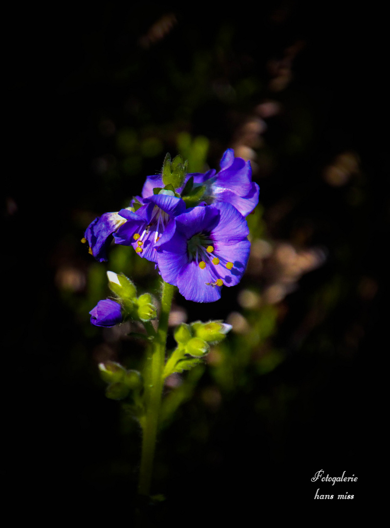 Kleine Blüte