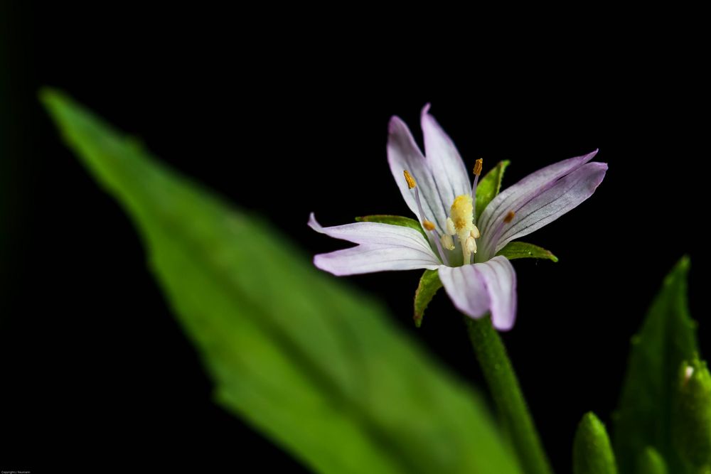 kleine Blüte