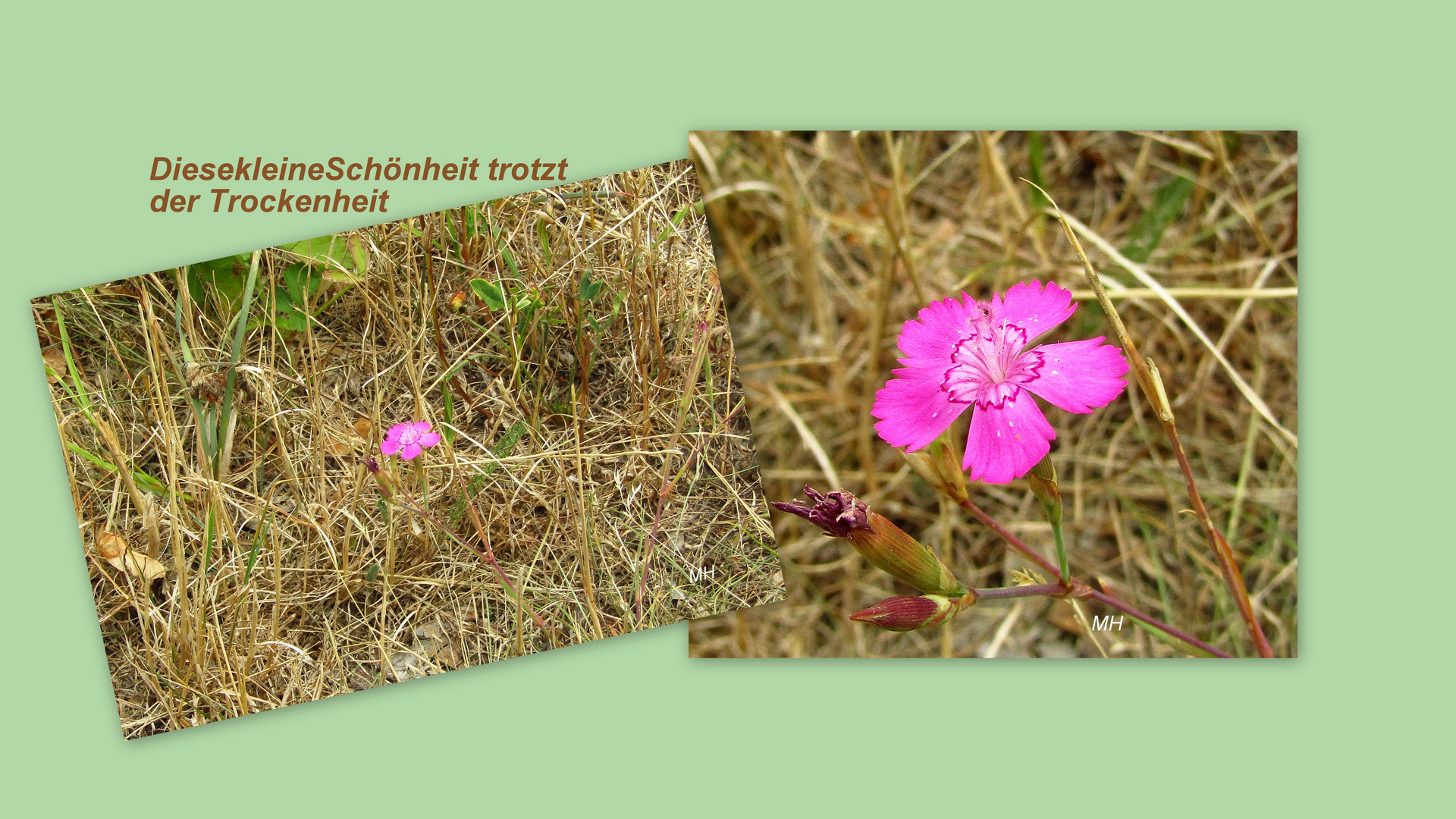 kleine Blüte