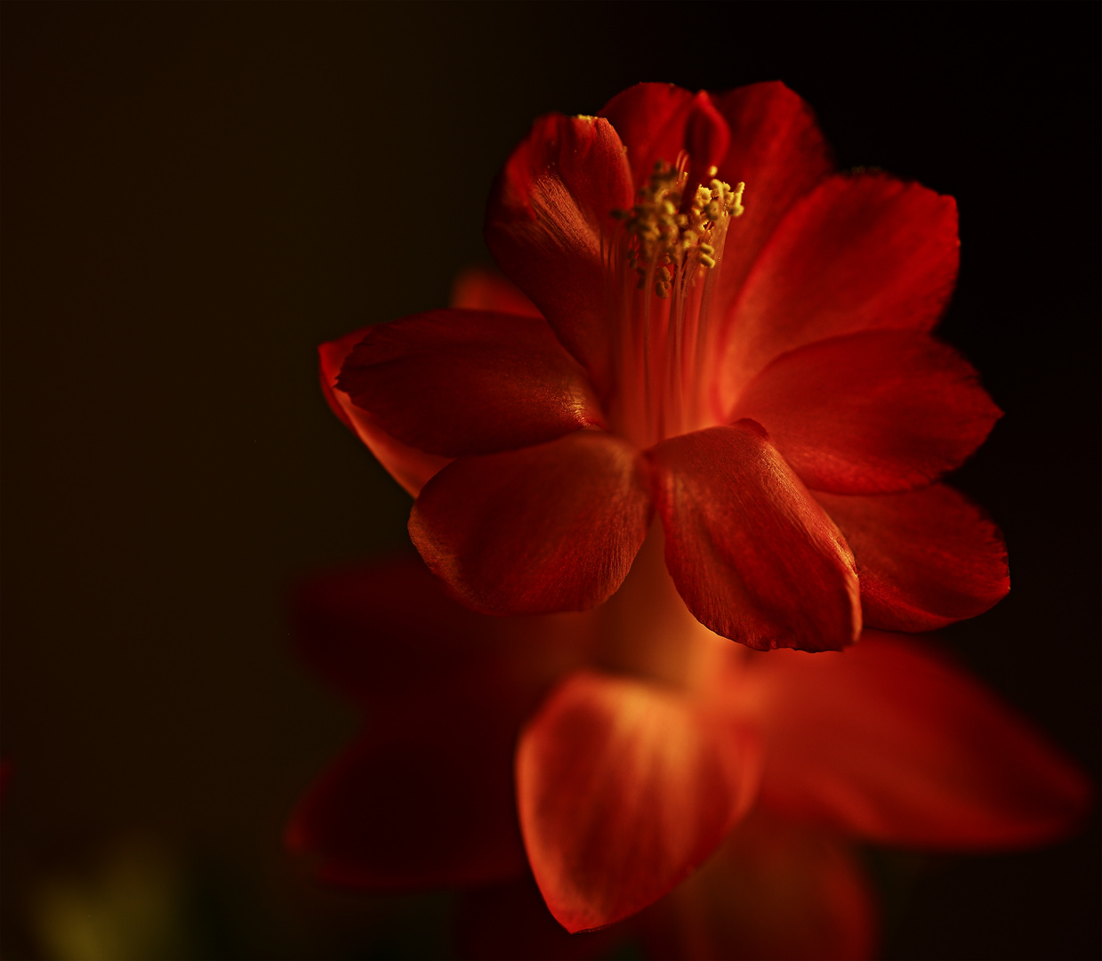 Kleine Blüte des Weihnachtskaktus