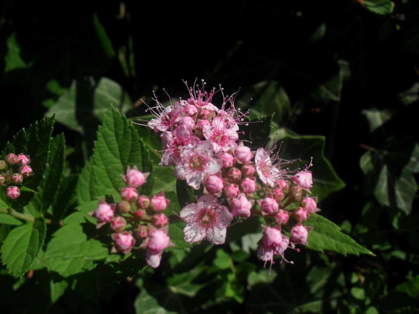 kleine blüte