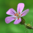 Kleine Blüte