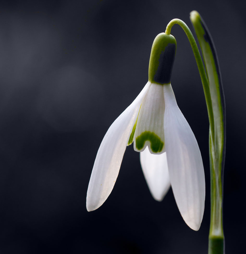 Kleine Blüte