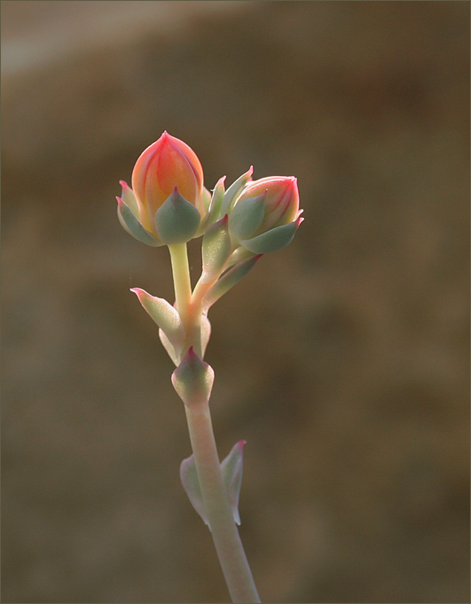 Kleine Blüte