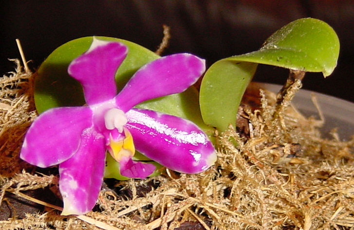 Kleine Blüte einer Orchidee