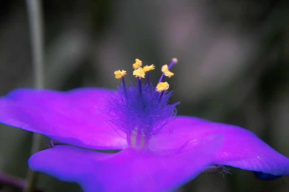 kleine Blüte ganz groß