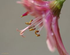 Kleine Blüte ganz groß