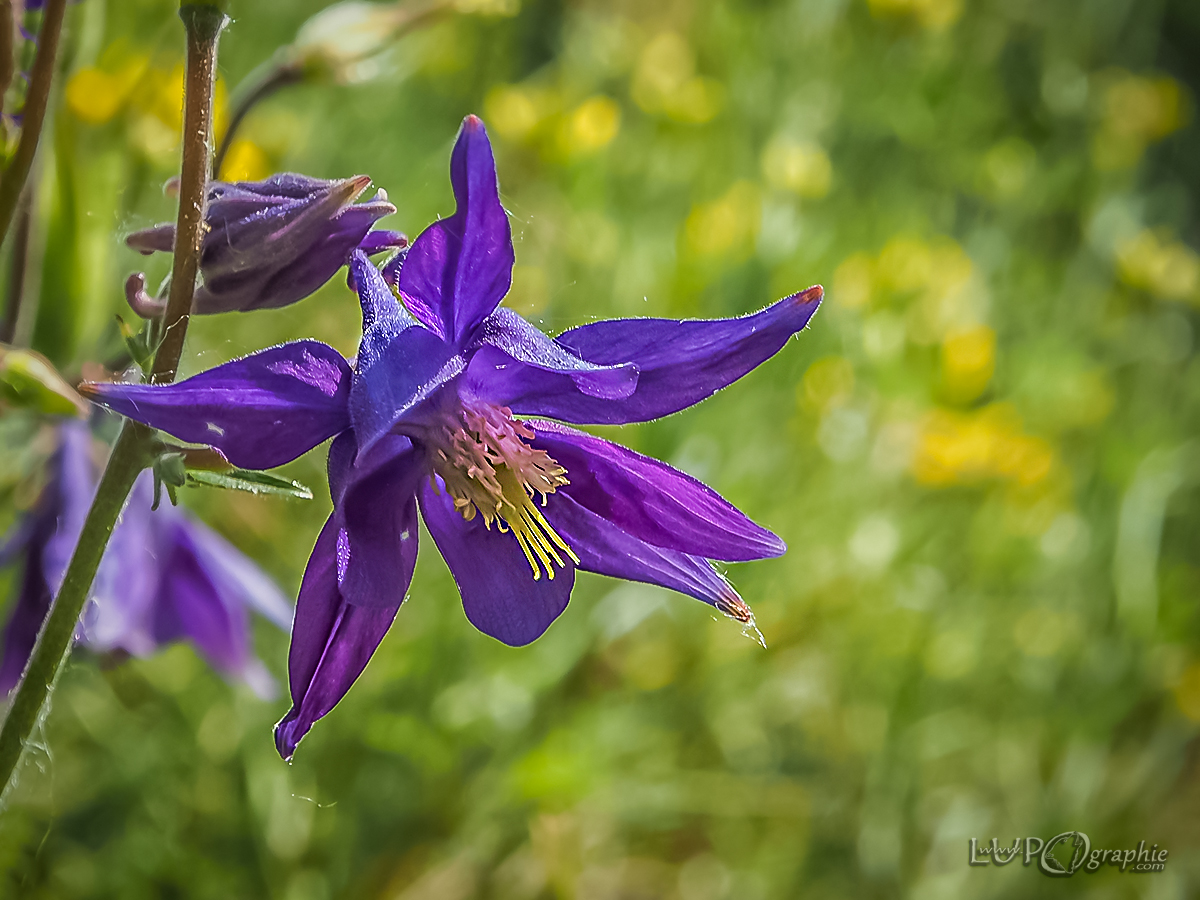 Kleine Blüte ganz groß