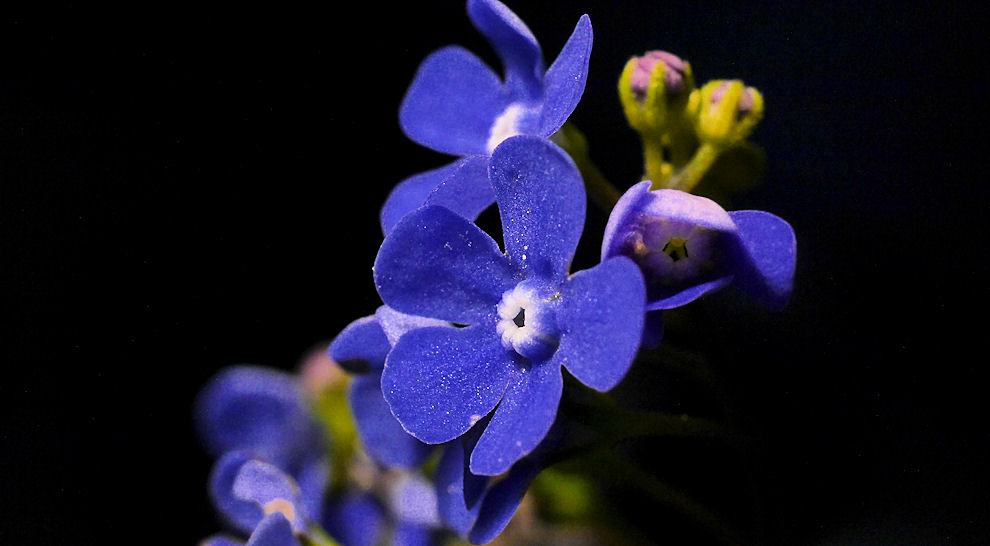 Kleine Blüte ganz groß