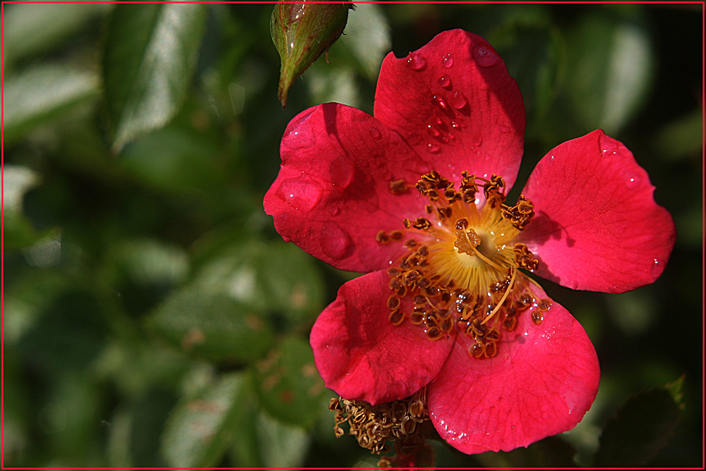 Kleine Blüte - ganz groß