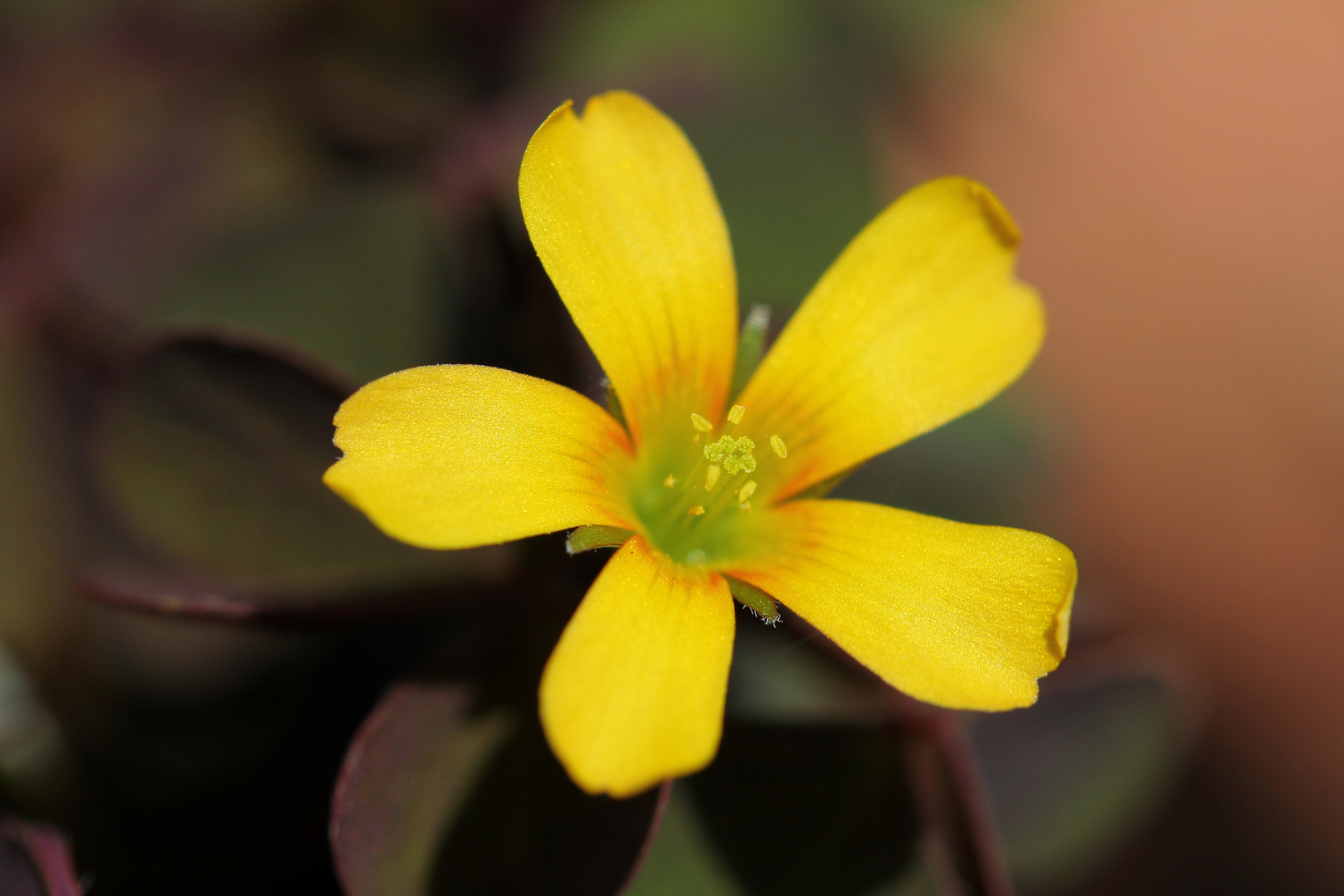 Kleine Blüte ganz groß