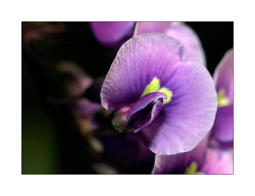 Kleine Blüte ganz groß