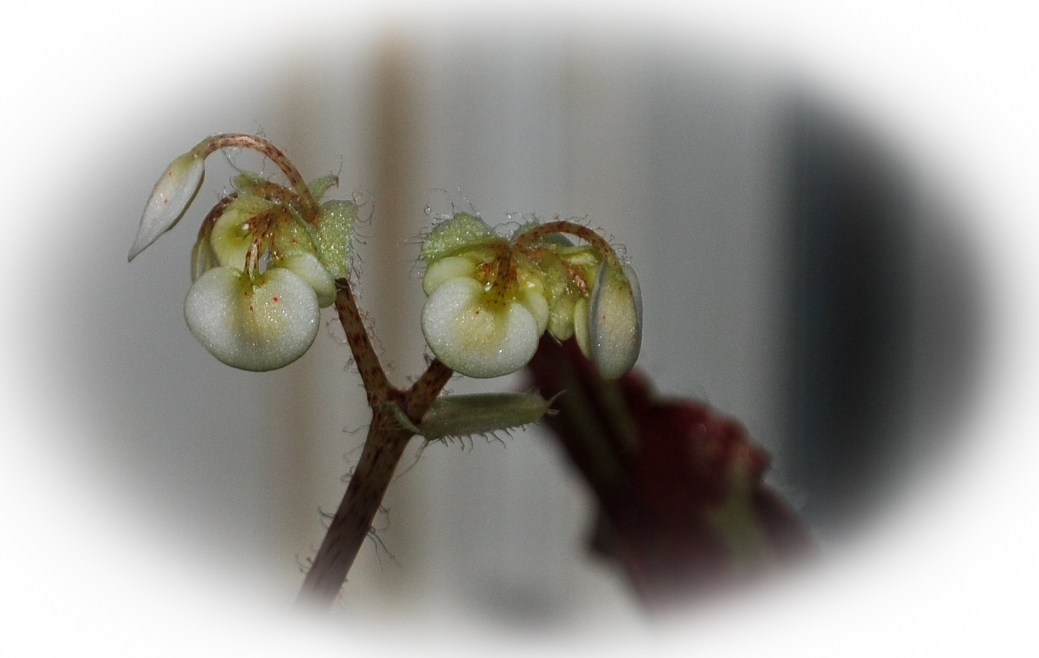 Kleine Blüte ganz groß