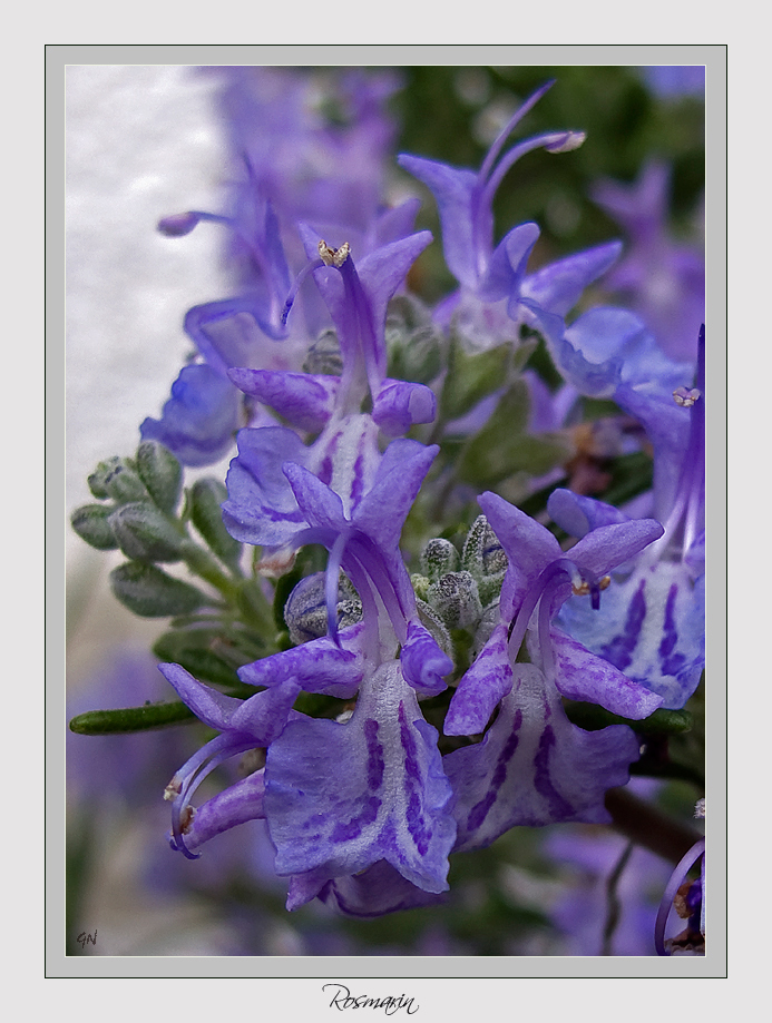 Kleine Blüte ganz groß