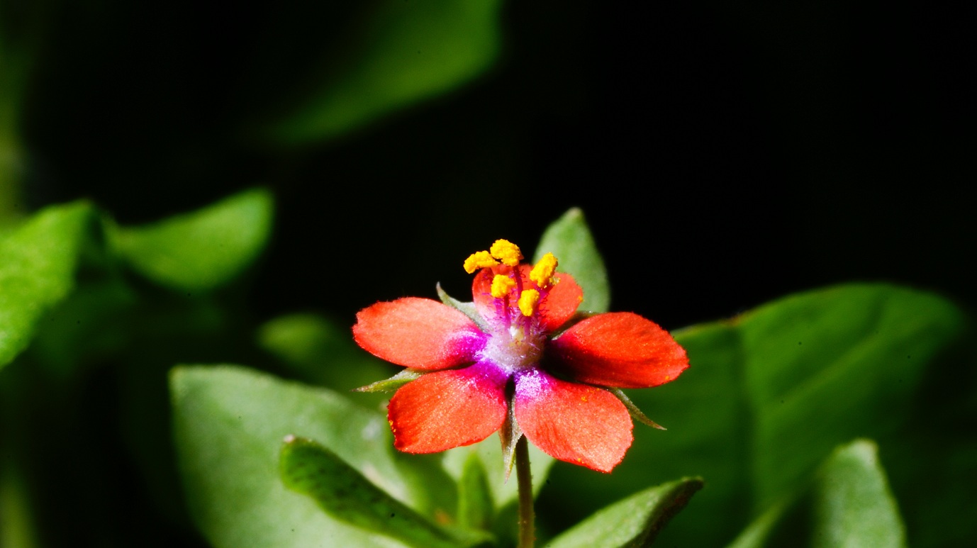 Kleine Blüte ganz groß^^