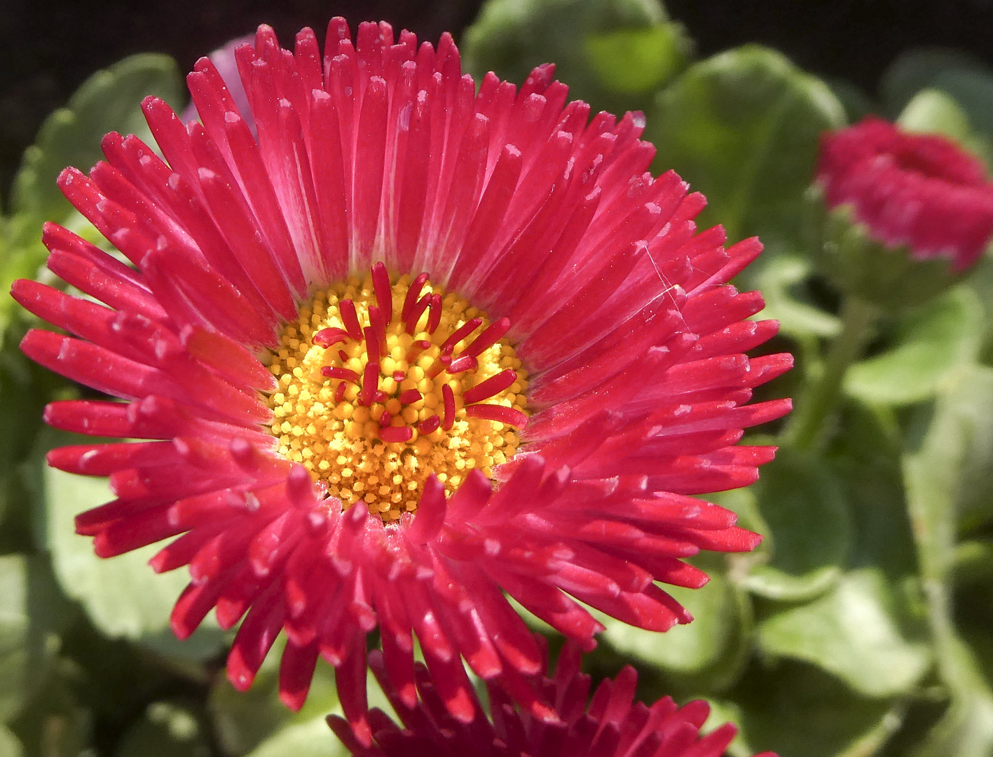 Kleine Blüte ganz groß