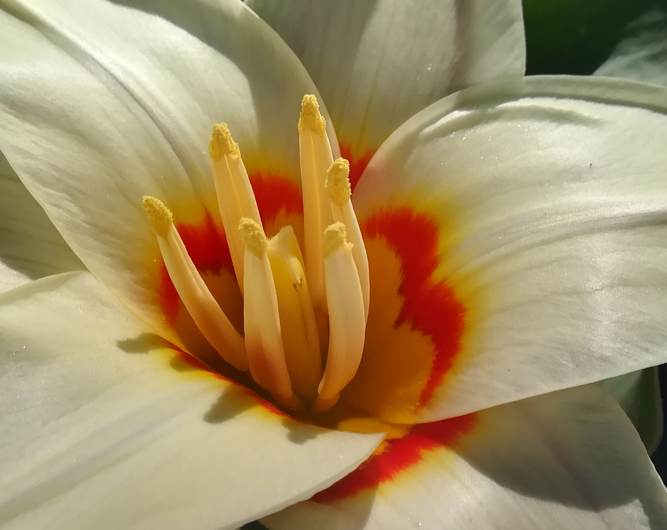 Kleine Blüte ganz groß