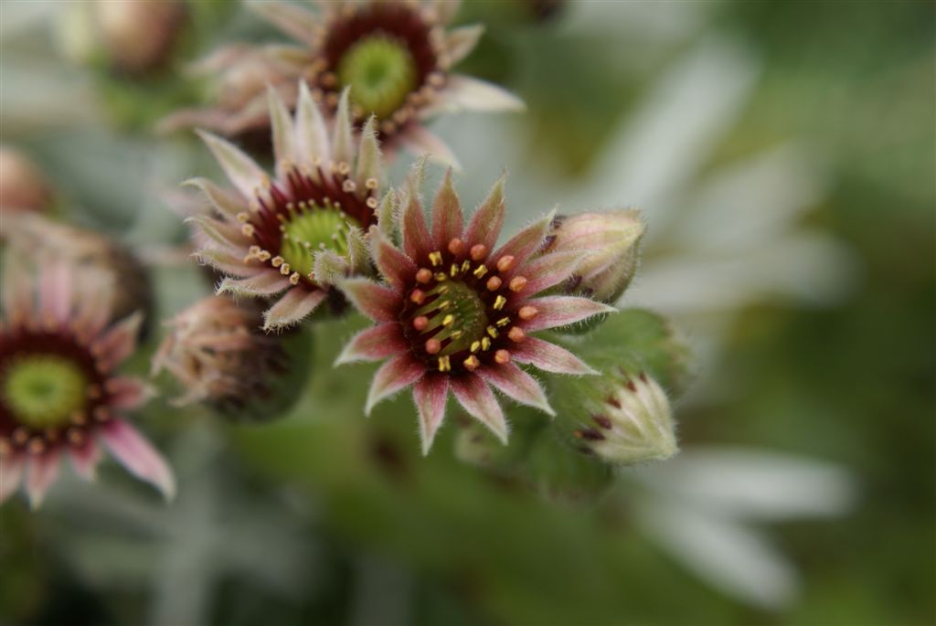 kleine Blüte ganz groß