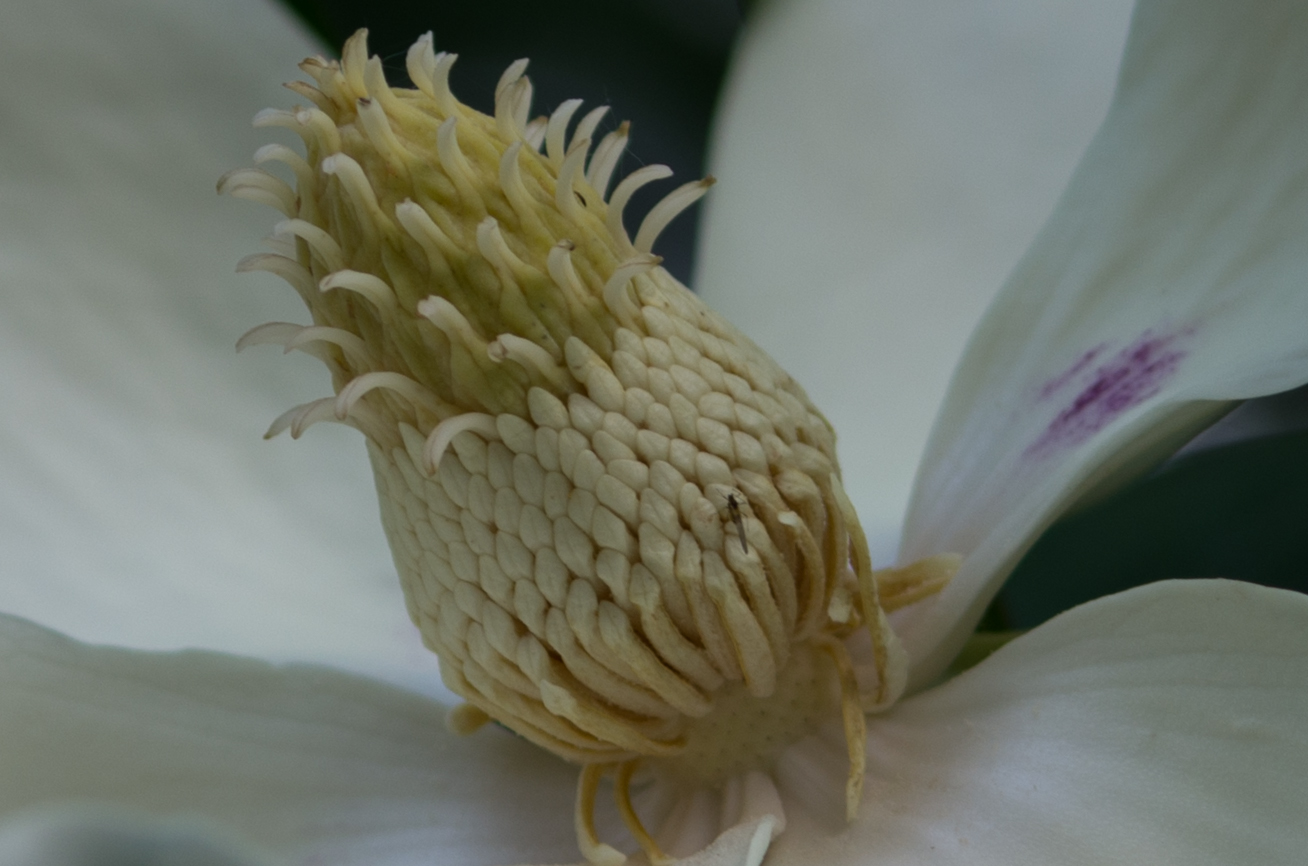 Kleine Blüte ganz groß