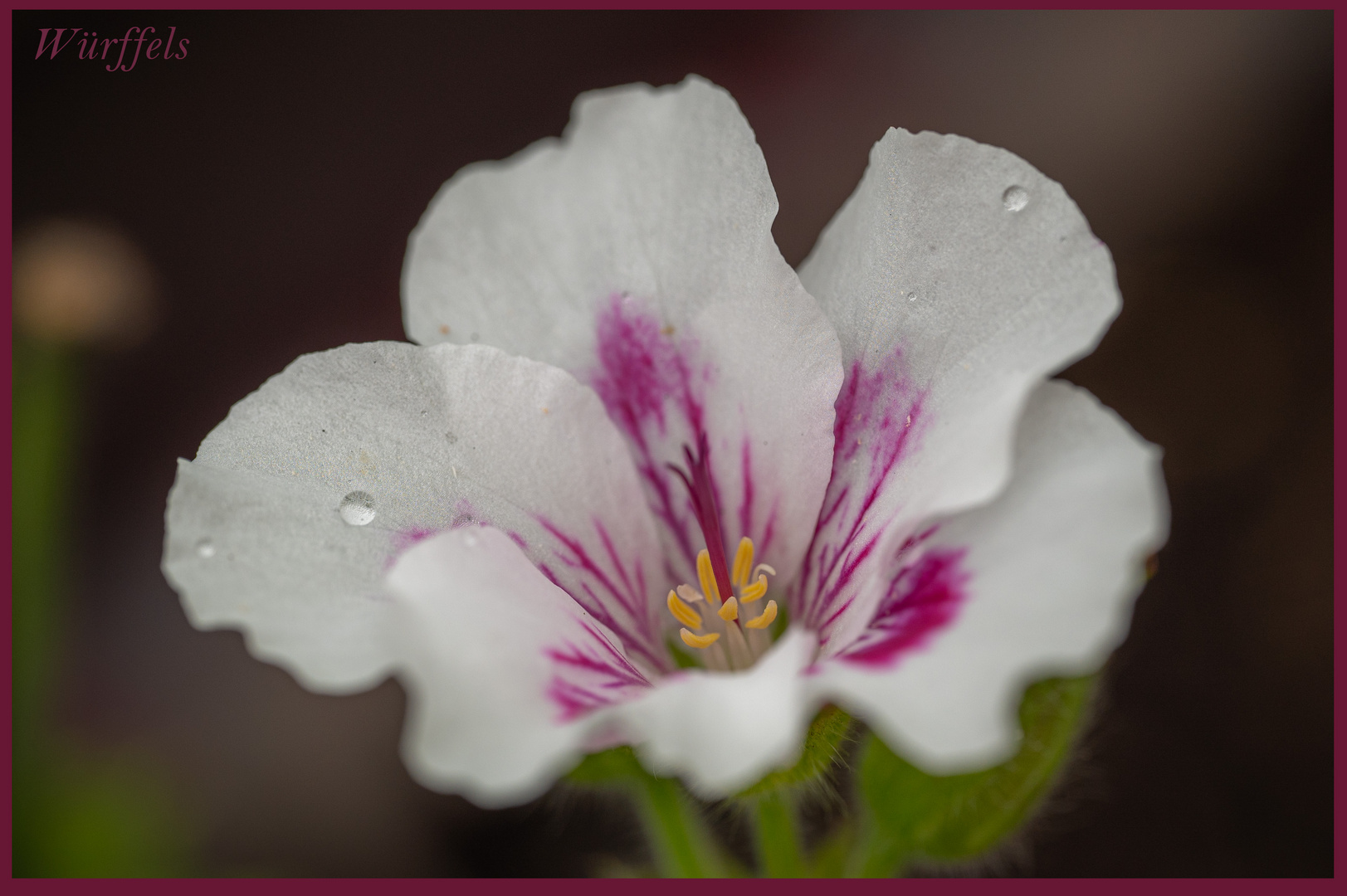 kleine Blüte ganz groß