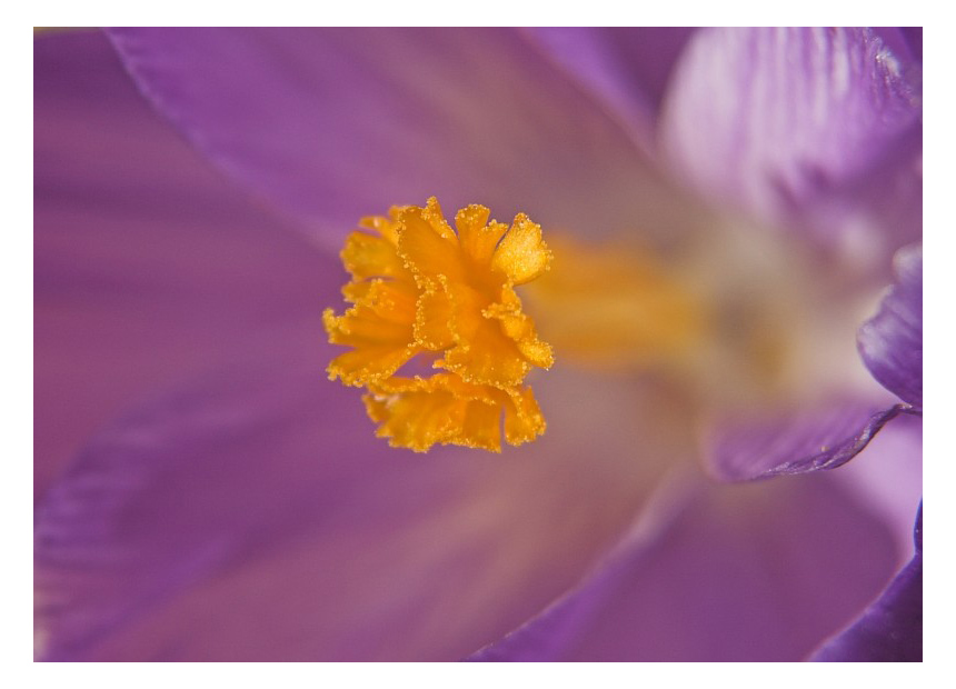 Kleine Blüte gross