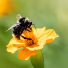 Kleine Blüte - große Hummel