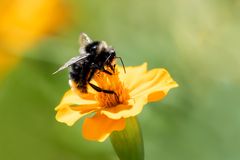 Kleine Blüte - große Hummel