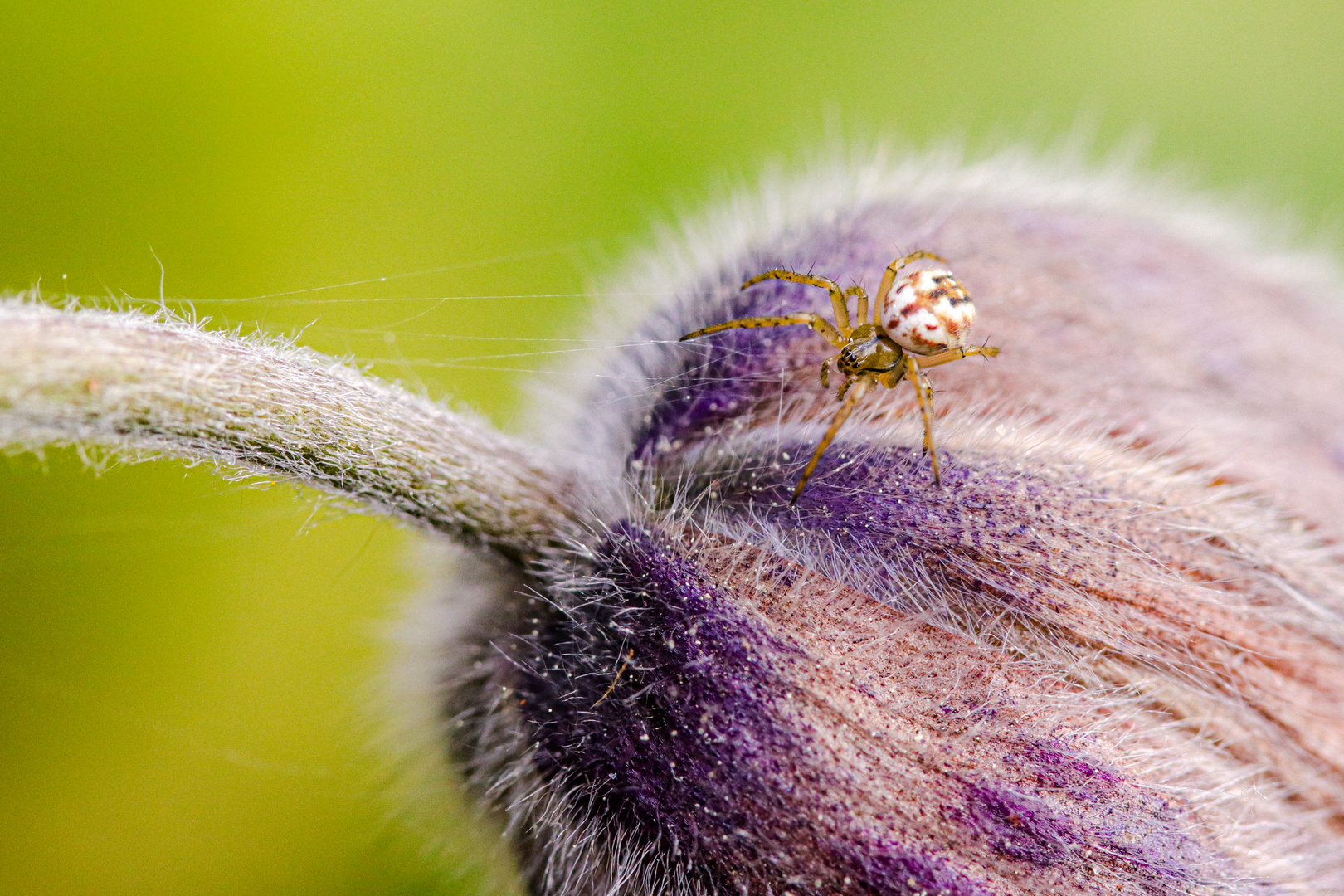 kleine blüte große welt