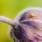 kleine blüte große welt