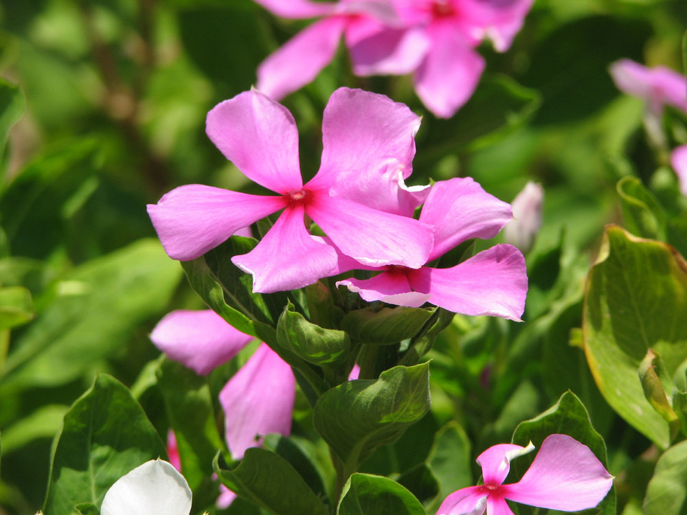 kleine Blüte -grosse Wirkung