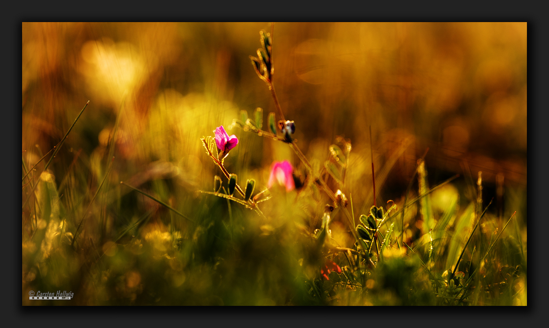 Kleine Blüte im Abendlicht