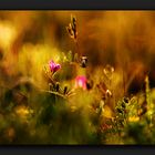 Kleine Blüte im Abendlicht