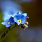 Kleine Blüte im Frühling