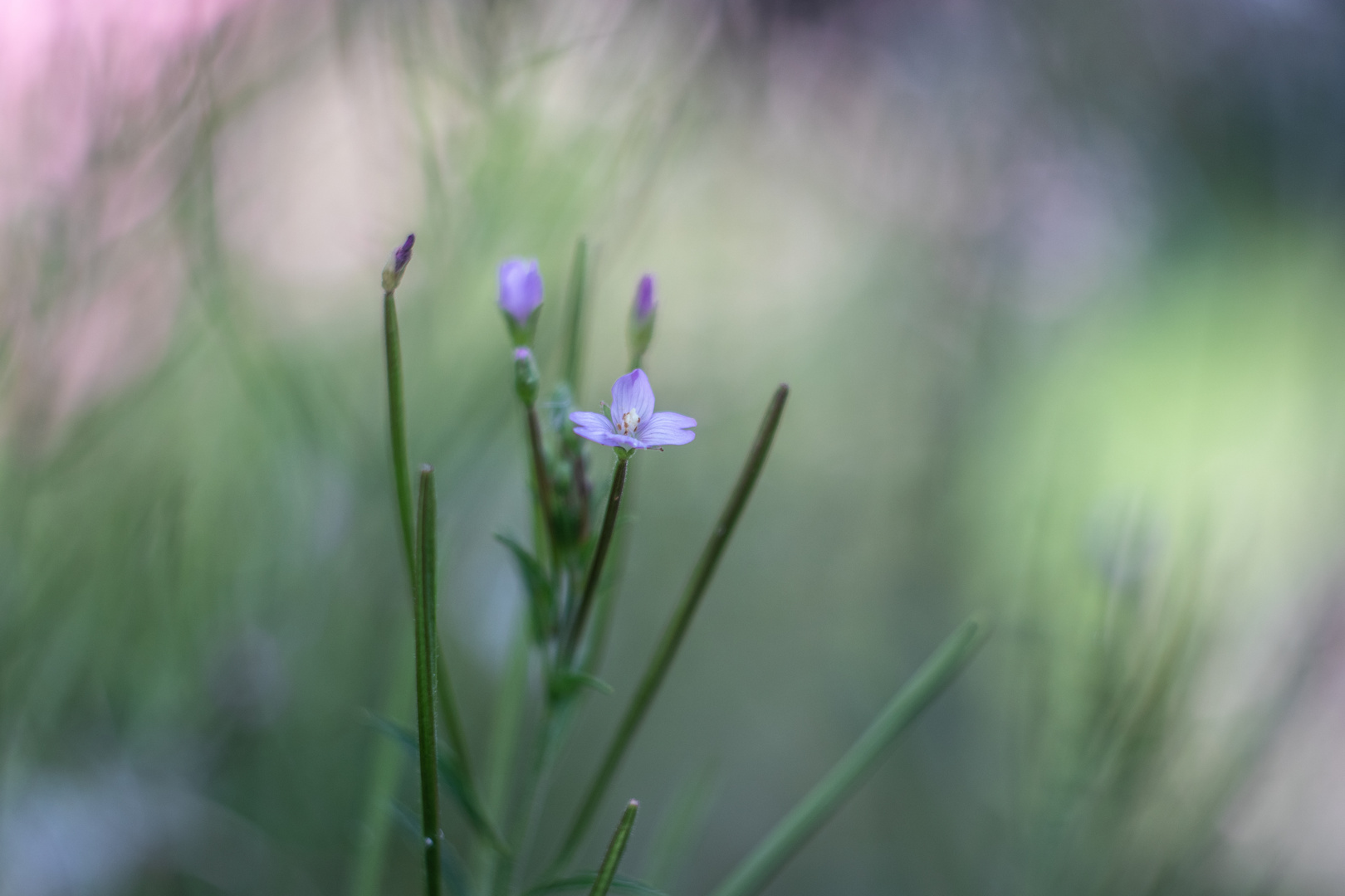 Kleine Blüte im Garten 