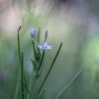 Kleine Blüte im Garten 