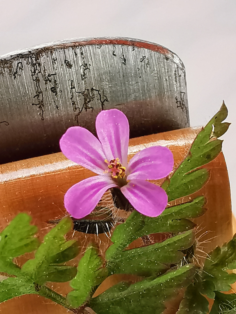 Kleine Blüte im Hobel